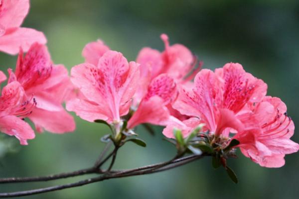 杜鹃花盆景市场价格多少钱一盆 怎么样让杜鹃花勤开花