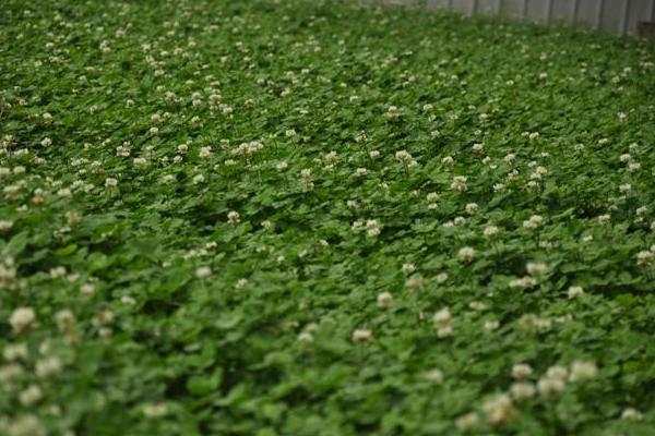 白车轴草种子市场价格多少钱一斤 白车轴草播种繁殖