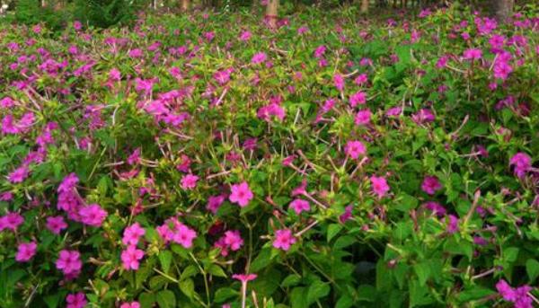 紫茉莉种子市场价格多少钱一斤 紫茉莉种子怎么种植