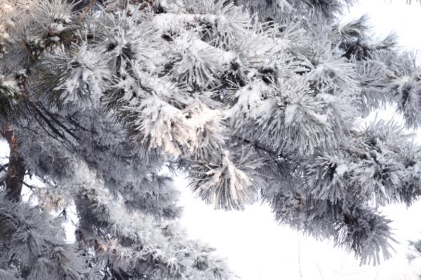 雪松小苗市场价格多少钱一棵（80公分） 雪松的主要价值