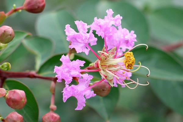 紫薇花种子市场价格多少钱一斤 紫薇花种子怎么种