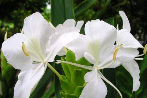 姜花种子市场价格多少钱一斤 姜花的养殖方法