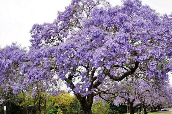 蓝花楹种子市场价格多少钱一斤 蓝花楹种子怎么种