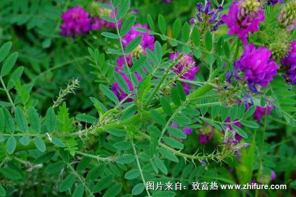 黄芪种植效益