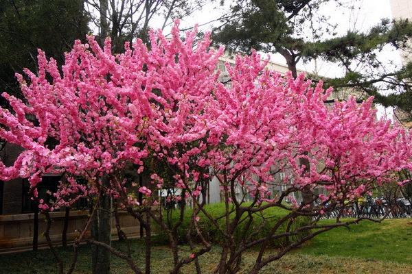 榆叶梅市场价格多少钱一棵（5公分） 榆叶梅的作用