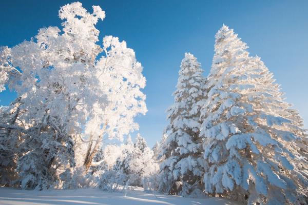 雪松小苗市场价格多少钱一棵（80公分） 雪松的主要价值