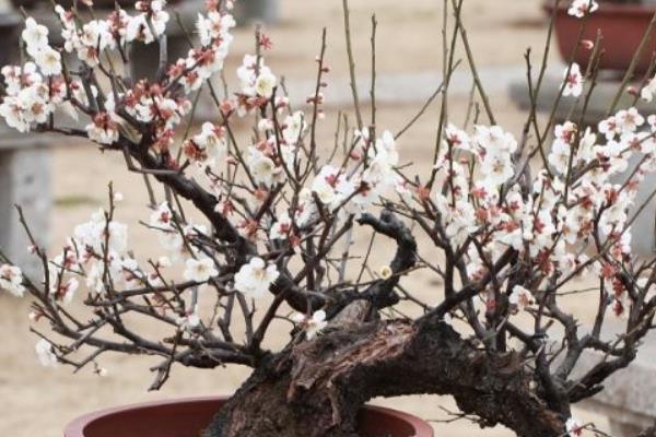 梅花市场价格多少钱一颗 盆栽梅花的种植方法