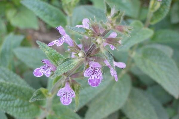 甘露子市场价格多少钱一斤 甘露子的种植时间