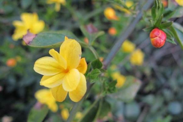 迎春花市场价格多少钱一盆 迎春花的水培方法