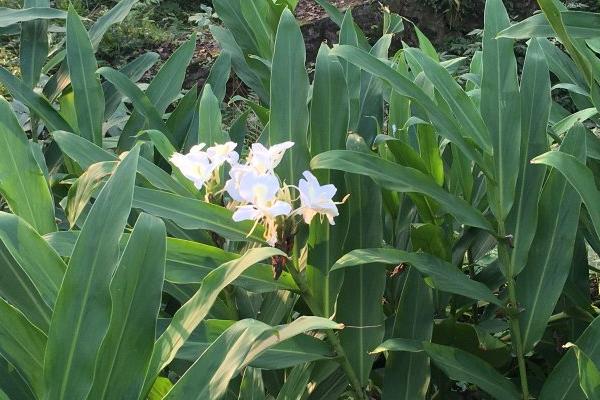 姜花种子市场价格多少钱一斤 姜花的养殖方法