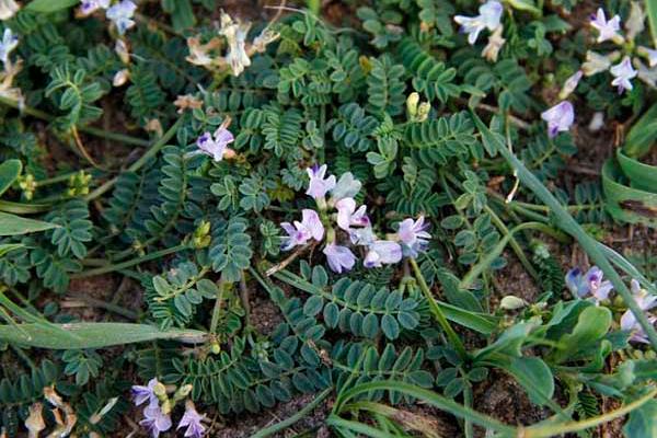 黄芪种植效益