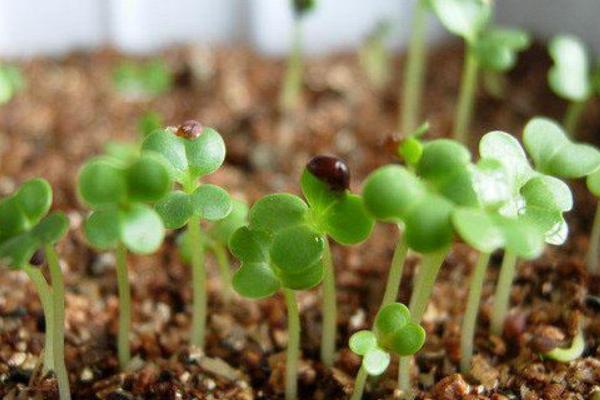 香菜种子市场价格多少钱一斤