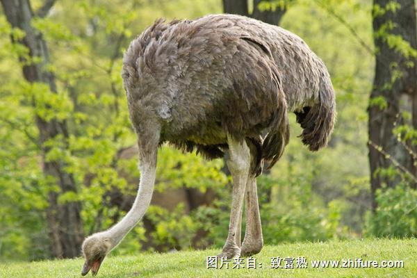 鸵鸟养殖成本需要多少