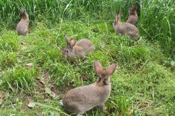 效益野兔是草食性,节粮型小六畜,主食野草,树叶,玉米秆,花生藤,红薯藤