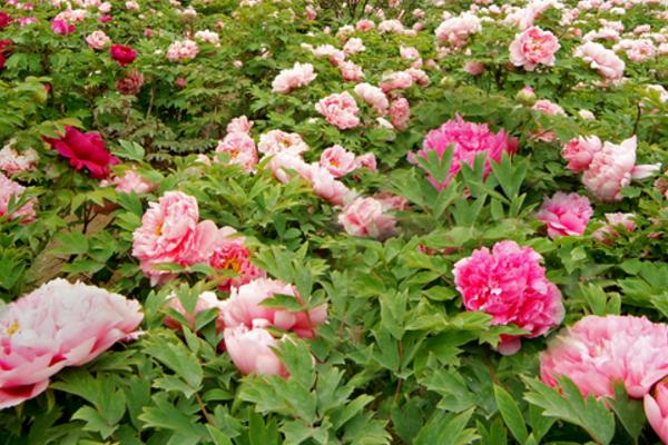 牡丹花种子市场价格多少钱一斤 牡丹花种子怎么种