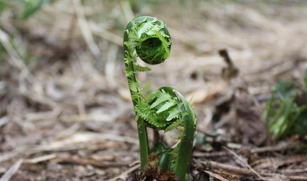 蕨菜价格多少钱一斤