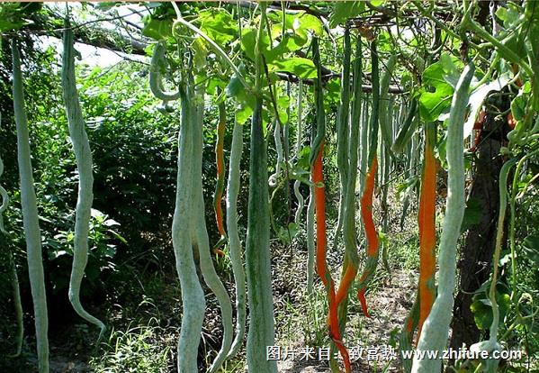 蛇豆的成功案例和种植要点