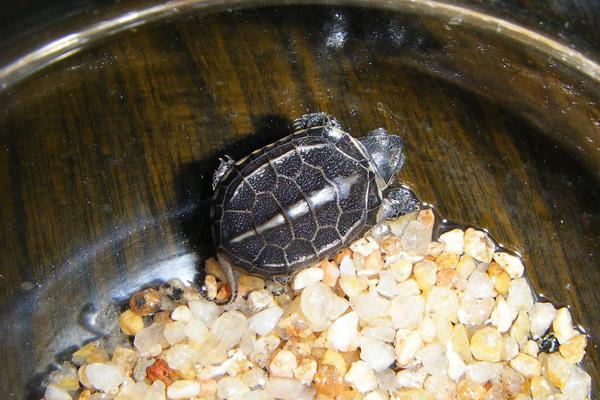 家里养甲鱼风水