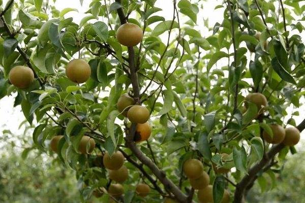 碱性土壤适合种植什么