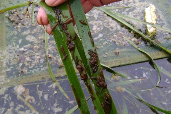 水蛭种苗市场价格多少钱一斤 哪里有卖水蛭苗