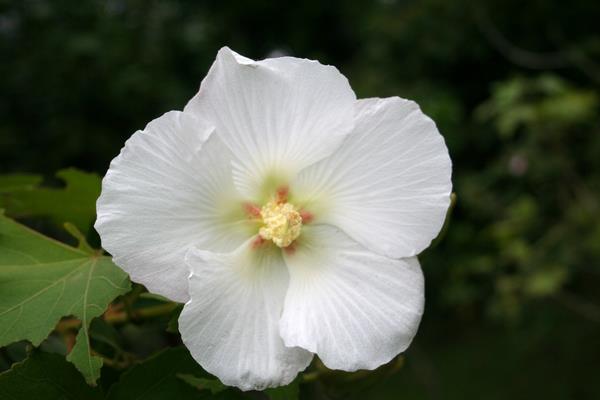 木芙蓉花图片大全 木芙蓉是什么花