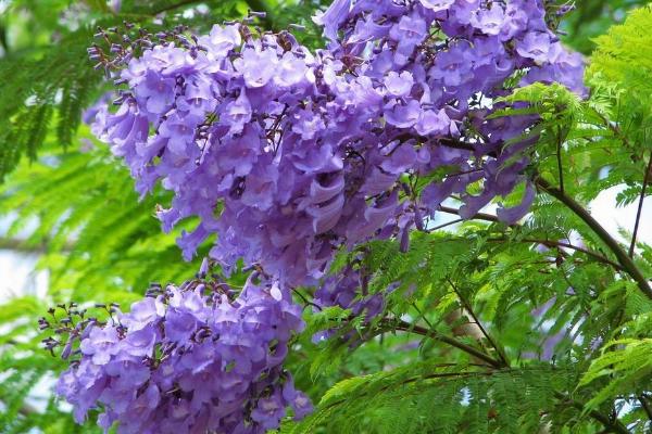 蓝花楹图片大全 蓝花楹花语及寓意