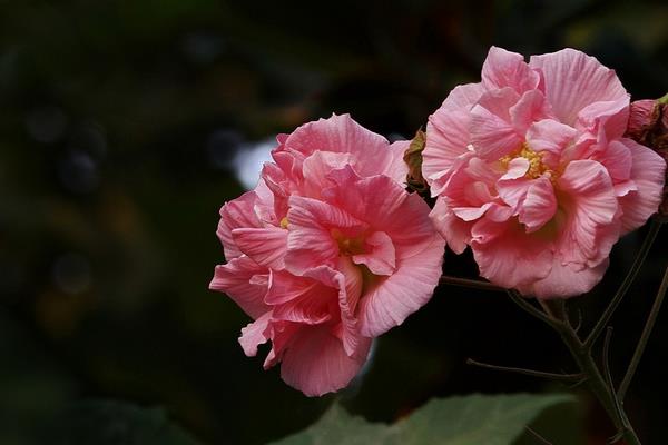 木芙蓉花图片大全 木芙蓉是什么花