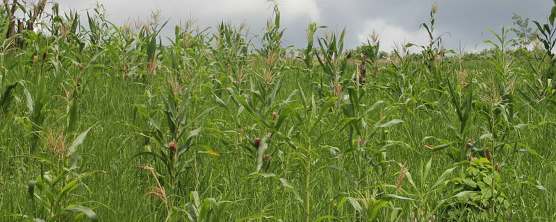 旱稻种植时间和方法，春播4至5月，夏播6月中旬