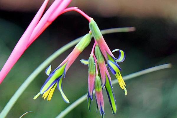 垂花水塔花怎么养 垂花水塔花养殖方法与注意事项