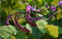 紫扁豆科学种植技术