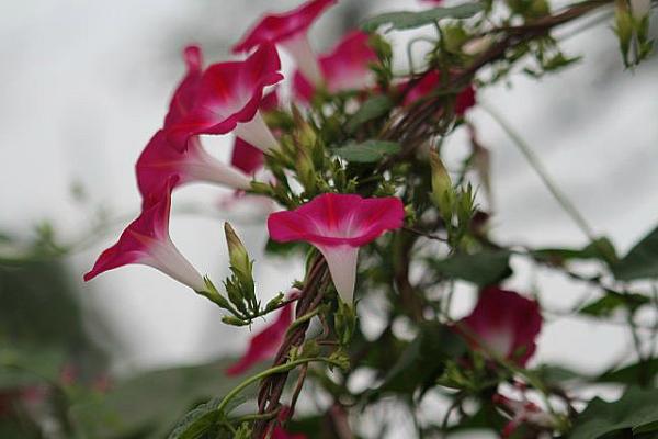 牵牛花什么时候种 牵牛花的播种