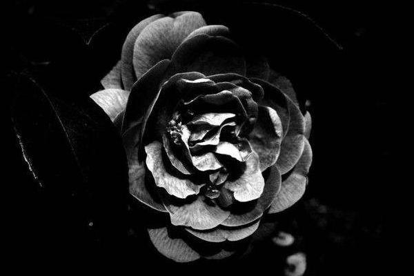 8,黑色蔷薇:富丽的恋爱
