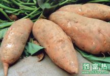 2016种红薯赚钱吗?2016红薯种植前景及市场