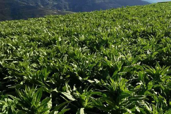 贡菜种植技术，宜选肥力足偏碱性的沙质土壤