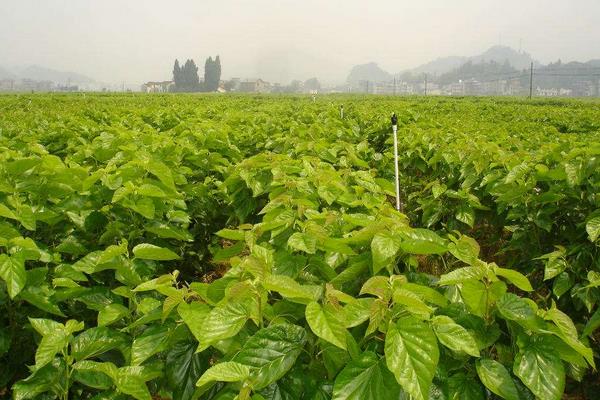 桑树怎么种植 桑树种植方法与注意事项