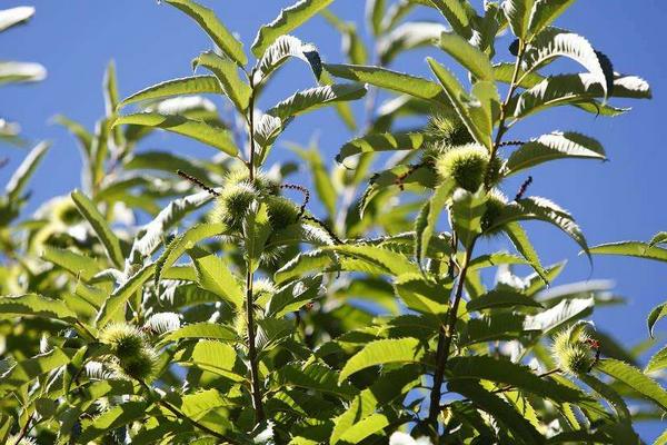 2018种板栗赚钱吗？板栗种植的利润与投资成本及前景预测