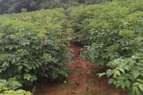 吴茱萸苗什么时候种植 吴茱萸种植技术