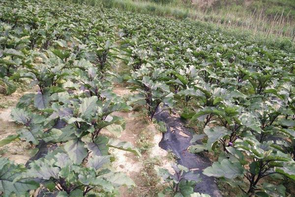 茄子科學高產種植技術