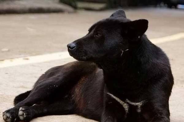 土狗市场价格多少钱一只 土狗能活多少年