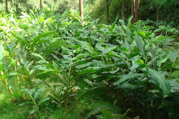 草果种植收入高吗 草果种植一亩要多少苗