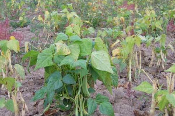 2018种芸豆赚钱吗？芸豆种植的利润与投资成本及前景预测