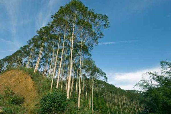 桉树种子市场价格多少钱一斤 种桉树赚钱吗