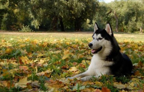 阿拉斯加犬市场价格多少钱一只 阿拉斯加犬怎么挑选