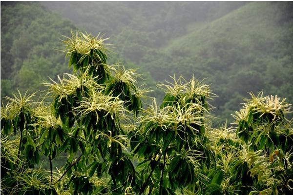 2018种板栗赚钱吗？板栗种植的利润与投资成本及前景预测