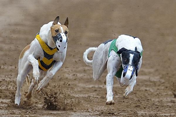 格力犬市场价格多少钱一只 格力犬怎么训练