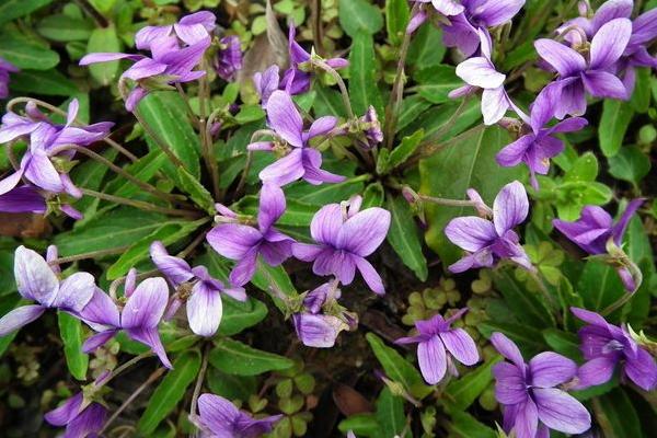 紫花地丁种子怎么种 紫花地丁种植方法与注意事项