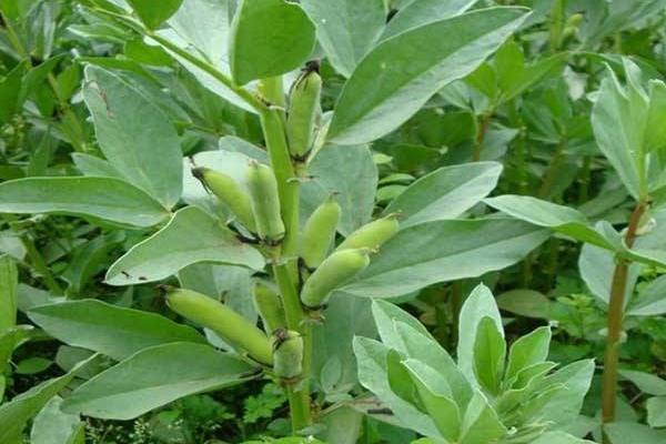 蚕豆什么时候种 大棚蚕豆种植技术