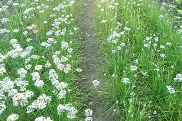 韭菜夏秋季种植注意事项