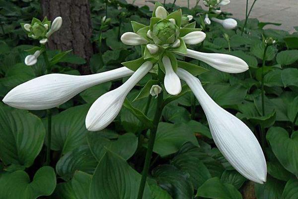 玉簪花图片大全 玉簪花花语及寓意 玉簪花有哪些品种及颜色