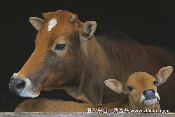 黄牛养殖技术视频